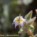 Trichodesma africanum Fruto