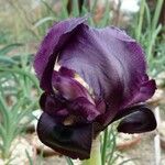 Iris assadiana Flower