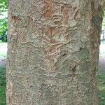 Zelkova serrata Casca