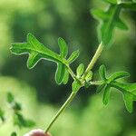 Prunella × intermedia Leaf