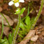 Saxifraga androsacea Flower
