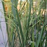 Panicum virgatum Fula