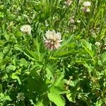 Trifolium hybridum ᱵᱟᱦᱟ