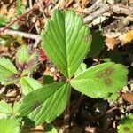 Fragaria chiloensis Листок