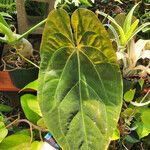 Anthurium crystallinum Hoja