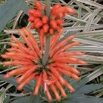 Leonotis leonurus Flower