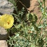 Argemone ochroleuca Leaf