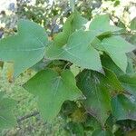 Liquidambar formosana Φύλλο