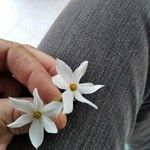 Narcissus serotinus Flors