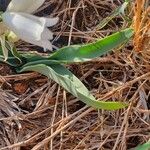 Chlorophytum tuberosum Blatt