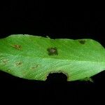 Asplenium juglandifolium Листок