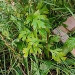 Artemisia vulgaris Hábito