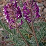 Astragalus mollissimus Habitat