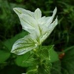 Salvia viridis পাতা