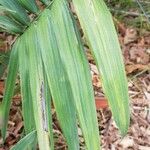 Chamaedorea radicalis Hoja