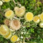 Helichrysum foetidum Blüte