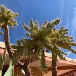 Cylindropuntia fulgida Folha