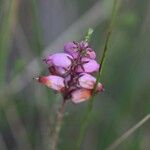 Erica ciliaris Kvet