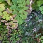Adiantum capillus-veneris Hábito