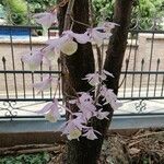 Dendrobium aphyllum Flor