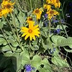 Wyethia sagittata Flower