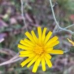 Hieracium glaucinum Квітка