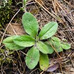 Pentanema hirtum Leaf