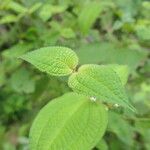 Miconia crenata Feuille