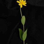 Calea cuneifolia Λουλούδι