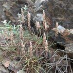 Plantago subulata Hábito