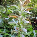 Acanthus hungaricus花