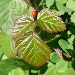 Rubus ferus Folha