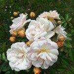 Rosa banksiae Flor
