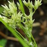 Luzula nivea Квітка