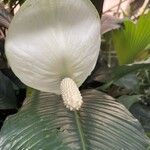 Spathiphyllum friedrichsthalii Flower