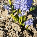 Hyacinthoides italica Flor