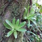 Catopsis sessiliflora Leaf