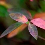 Ludwigia glandulosa Leaf