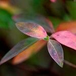 Ludwigia glandulosa Hoja