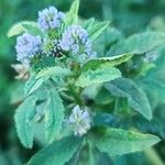 Trigonella caerulea Flower