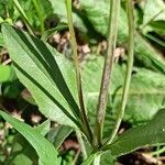 Helianthus pauciflorus Folla