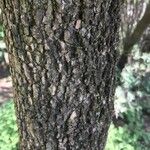 Schrebera alata Bark