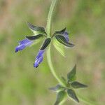 Salvia subincisa Хабит