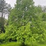 Tilia × euchlora Habit