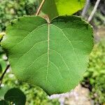 Populus tremuloides Лист