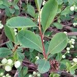 Exochorda × macrantha Leaf