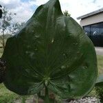 Alocasia cucullata Φύλλο