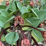 Haemanthus coccineus Floare