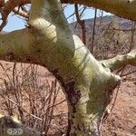 Commiphora schimperi Bark