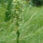 Platanthera lacera Flower